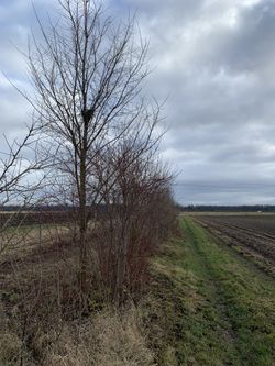 KI generiert: Das Bild zeigt eine ländliche Landschaft mit einem kahlen Baum und einem Feldweg, der entlang eines brachliegenden Ackers verläuft. Der Himmel ist bewölkt, was auf typisches Herbst- oder Winterwetter hindeutet.