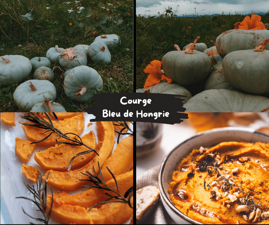 KI generiert: Das Bild zeigt einen vergleichenden Überblick über den Kürbis "Bleu de Hongrie" vor seiner Ernte auf einem Feld und in verarbeiteter Form, als geschnittene Stücke und cremige Suppe. Es verdeutlicht den Übergang vom Anbau zur Zubereitung.