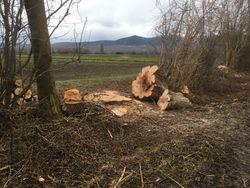 KI generiert: Das Bild zeigt eine ländliche Landschaft mit gefällten Baumstämmen am Wegesrand. Im Hintergrund sind Felder und niedrige Berge zu sehen.