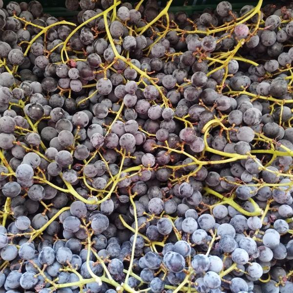 Photo de produit pour Colis Muscat Noir 2kg