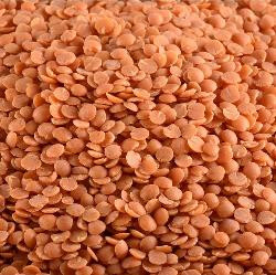 Photo de produit pour Lentilles Corail 5kg