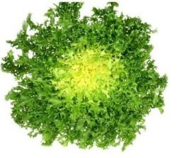 Photo de produit pour Scarole frisée